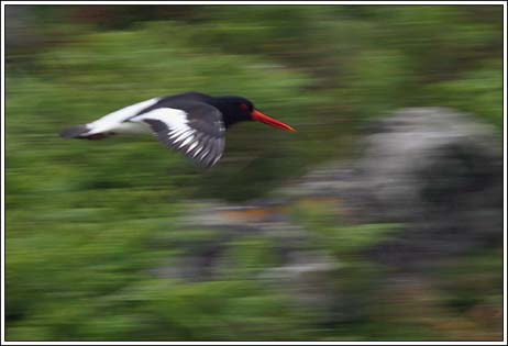 IMG_1736v1